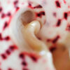 Close up abstract picture of Pink and White Seashell