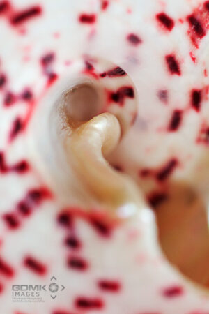 Close up abstract picture of Pink and White Seashell