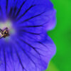 Blue Geranium Flower Close up picture of a blue Geranium Flower