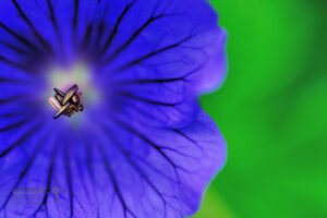 Close up picture of a blue Geranium Flower