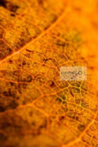Texture and structure of a decaying brown leaf revealed by backlighting