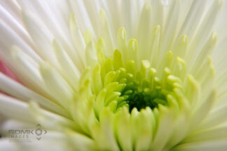Close up of a Lime Green and White Chysanthemum Flower