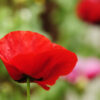 Red Poppy Flower Red Poppy Flower