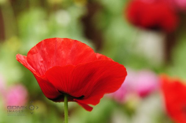 Red Poppy Flower Red Poppy Flower