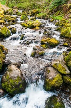 Water flowing over rocks in a forest stream near Dolgoch