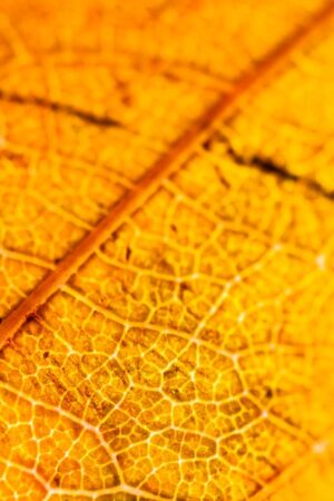 Veins of a brown leaf Texture and structure of a decaying brown leaf revealed by backlighting