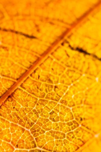 Texture and structure of a decaying brown leaf revealed by backlighting