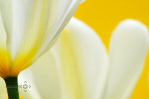 Yellow and Creme Tulips