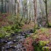 Welsh Stream in Misty Woods A stream winding through woods in Snowdonia