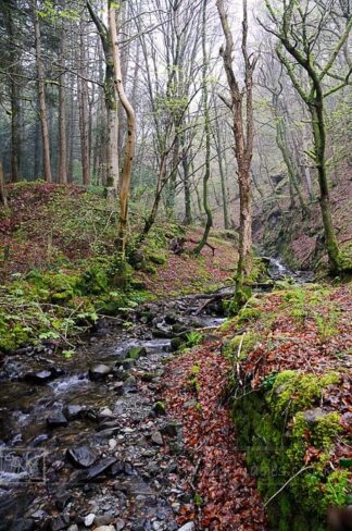 A stream winding through woods in Snowdonia