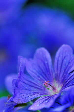 Close up picture of a blue Geranium Flower