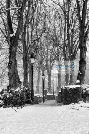 Looking through a snow filled alleyway lined with bare trees on a misty winters day.