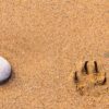 Stone and pawprint Dogs pawprint on a sandy beach next to a single stone