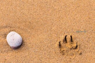 Dogs pawprint on a sandy beach next to a single stone