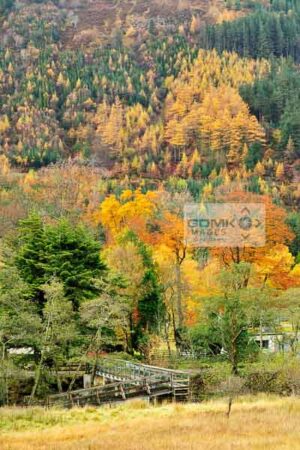Wooden Bridge Over The River Nevis Wooden bridge leading into an Autumn coloured forest in Glen Nevis