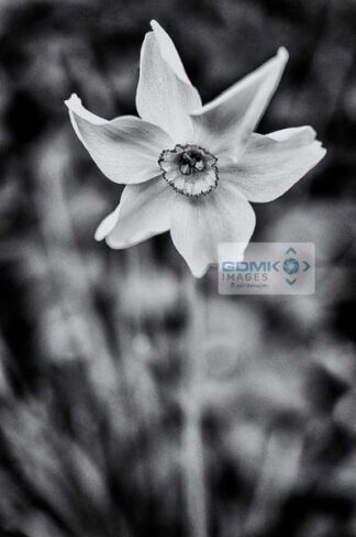 Black and white Daffodil