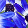 Blue Osteospermum African Daisy flowers