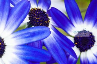 Blue Osteospermum African Daisy flowers