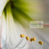 A white Amaryllis flowers stamens and petals