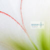 Closeup of an Amaryllis flower Macro image of the delicate details of a white Amaryllis flower