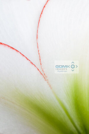 Macro image of the delicate details of a white Amaryllis flower