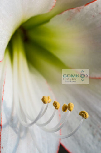 A white Amaryllis flowers stamens and petals