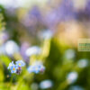 Forget me not Close up details of a blue Forget Me Not flower against a blurred garden scene in the background