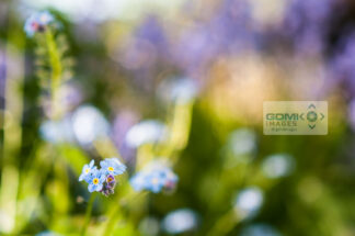 Close up details of a blue Forget Me Not flower against a blurred garden scene in the background