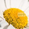 Leucanthemum vulgare Oxeye Daisy flower Closeup of a Leucanthemum vulgare or Oxeye Daisy flowerhead