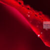 Water droplets on red rose petals Closeup of water droplets on the petals of a red rose