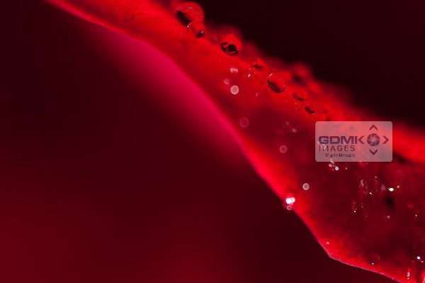 Closeup of water droplets on the petals of a red rose