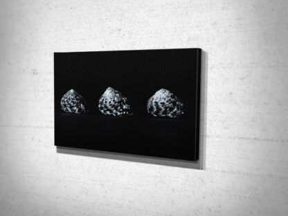 3 Black and White Seashell Canvas Print