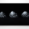 3 Black and White Seashell Wall Art Print 3 Black and White Seashell Wall Art Print