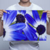 Man Holding Purple Osteospermum African Daisies Wall Art Print