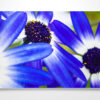 Purple Osteospermum African Daisies Wall Art Print