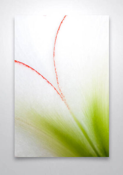 White Amarylis Flower Wall Art Print