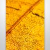 Abstract Closeup of Veins on a Brown Leaf Wall Art Print