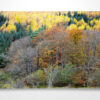 Autumn Coloured Trees in Glen Nevis Wall Art Print Autumn Coloured Trees in Glen Nevis Wall Art Print