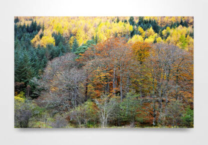 Autumn Coloured Trees in Glen Nevis Wall Art Print