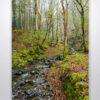 Misty Stream in a Welsh Forest Wall Art Print Misty Stream in a Welsh Forest Wall Art Print