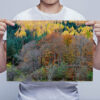 Man Holding Autumn Coloured Trees in Glen Nevis Art Print Man Holding Autumn Coloured Trees in Glen Nevis Art Print