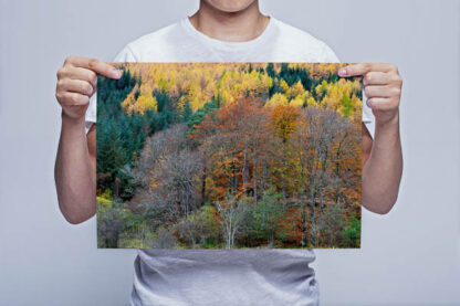 Man Holding Autumn Coloured Trees in Glen Nevis Art Print