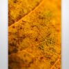 Brown Leaf Textures Wall Art Print Brown Leaf Textures Wall Art Print