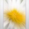 Conceptual Flower Digital Art Print Conceptual Flower Digital Art Print