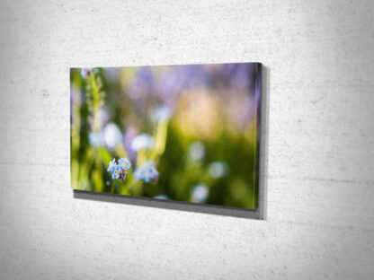 Forget Me Not Flower Canvas Print