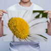 Man Holding Oxeye Daisy Flower Wall Art Picture Man Holding Oxeye Daisy Flower Wall Art Picture