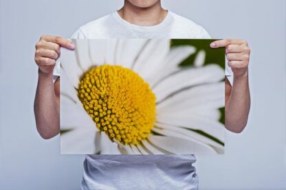 Man Holding Oxeye Daisy Flower Wall Art Picture