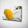 Oxeye Daisy Flower Canvas Print Oxeye Daisy Flower Canvas Print