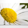 Oxeye Daisy Flower Wall Art Picture Oxeye Daisy Flower Wall Art Picture