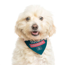 Close-up of a Crossbreed dog wearing a red bandana, panting, iso